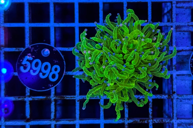 Euphyllia glabrescens - 5998_23