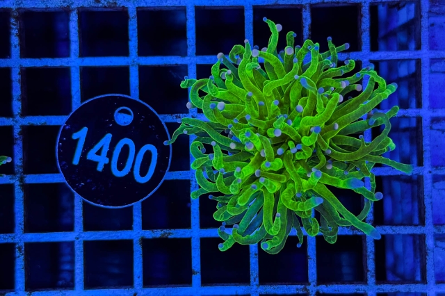 Euphyllia glabrescens - 1400_23