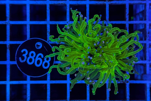 Euphyllia glabrescens - 3868_23