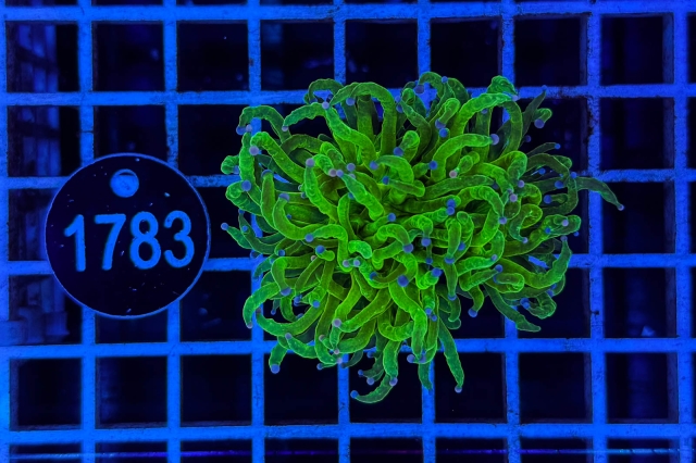 Euphyllia glabrescens - 1783_23