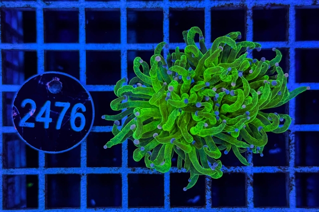 Euphyllia glabrescens - 2476_23