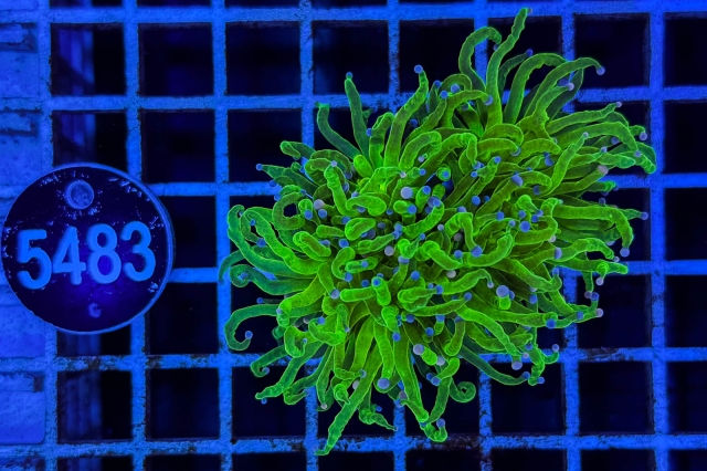 Euphyllia glabrescens - 5483_23