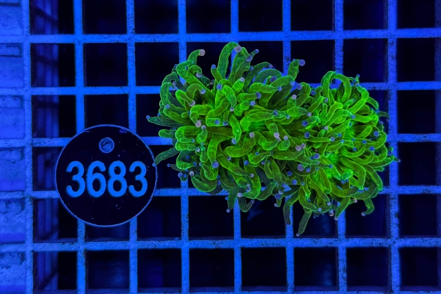 Euphyllia glabrescens - 3683_23