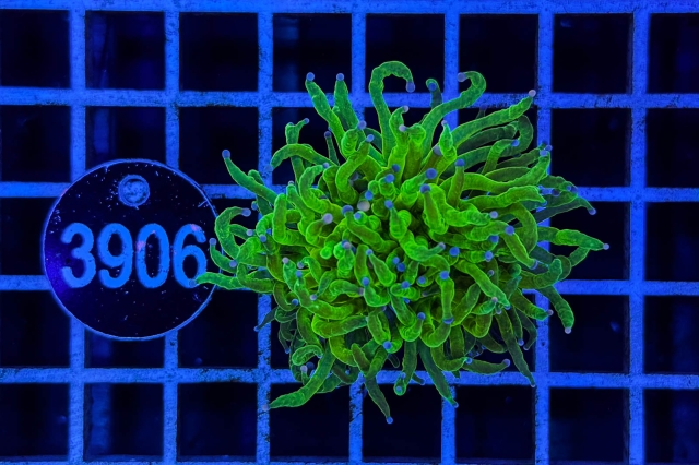 Euphyllia glabrescens - 3906_23