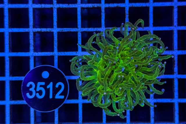 Euphyllia glabrescens - 3512_23