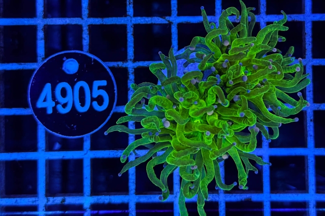 Euphyllia glabrescens - 4905_23