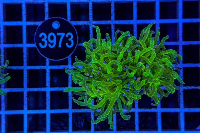 Euphyllia glabrescens - 3973_23