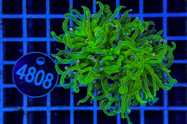 Euphyllia glabrescens - 4808_23