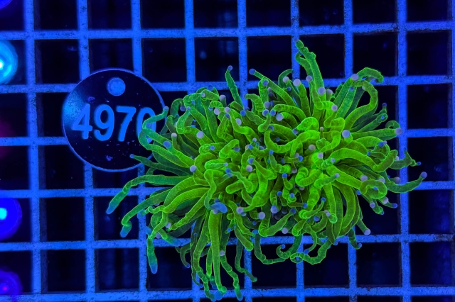 Euphyllia glabrescens - 4970_23