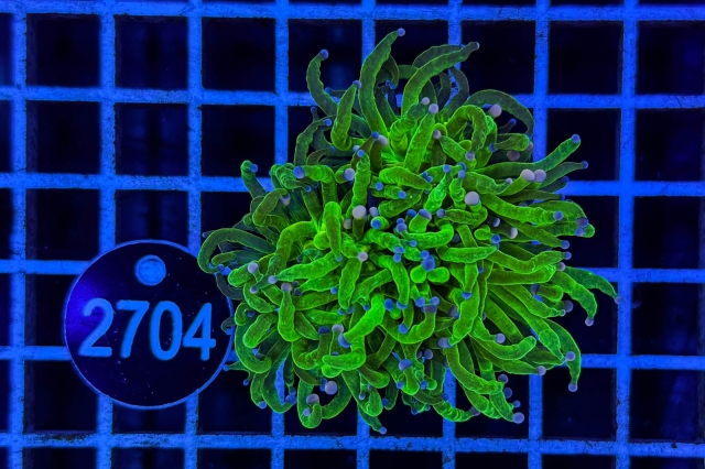 Euphyllia glabrescens - 2704_23