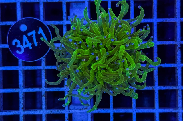 Euphyllia glabrescens - 3471_23