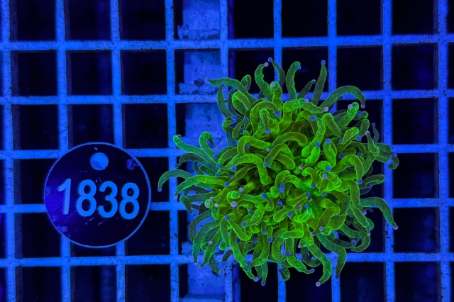 Euphyllia glabrescens - 1838_23