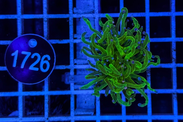 Euphyllia glabrescens Euphyllia glabrescens