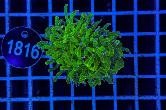 Euphyllia glabrescens Euphyllia glabrescens