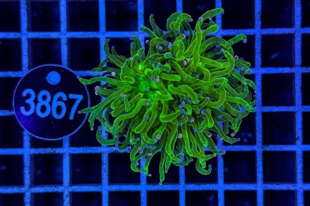 Euphyllia glabrescens Euphyllia glabrescens