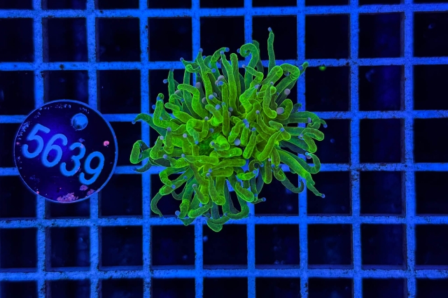 Euphyllia glabrescens - 5639_23