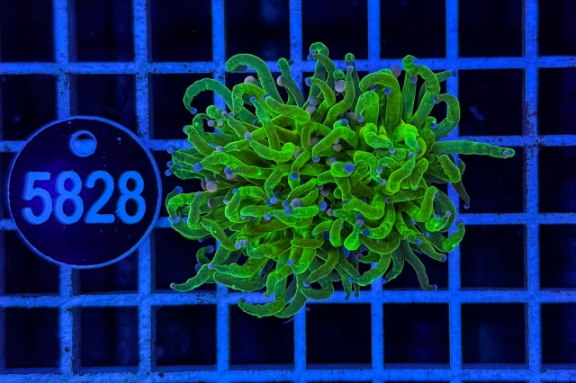 Euphyllia glabrescens - 5828_23