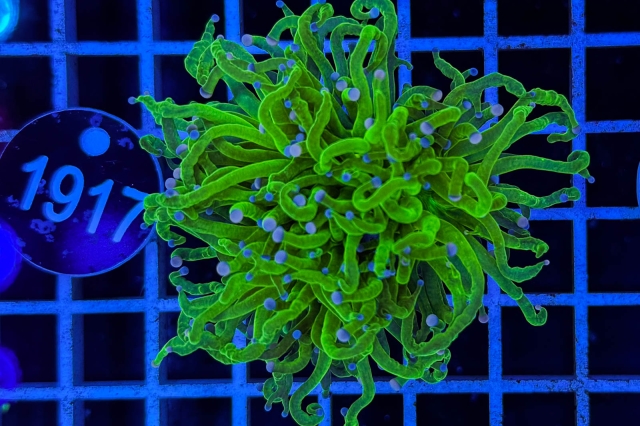 Euphyllia glabrescens - 1917_23