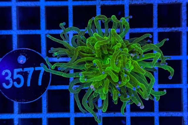 Euphyllia glabrescens - 3577_23