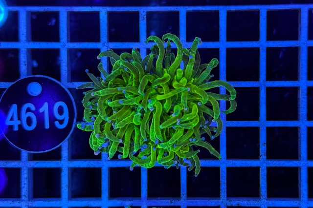 Euphyllia glabrescens Euphyllia glabrescens