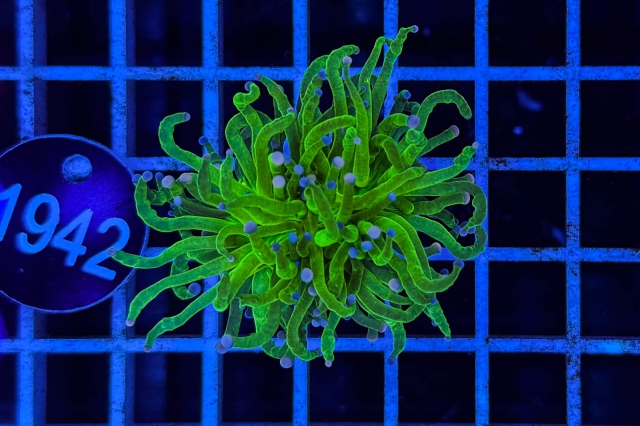 Euphyllia glabrescens - 1942_23