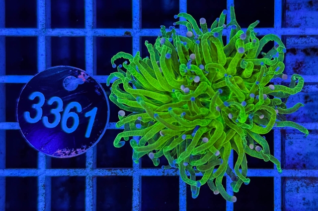 Euphyllia glabrescens - 3361_23