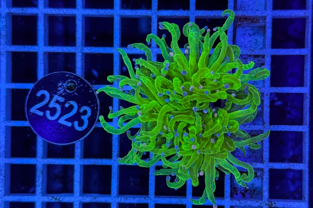 Euphyllia glabrescens - 2523_23