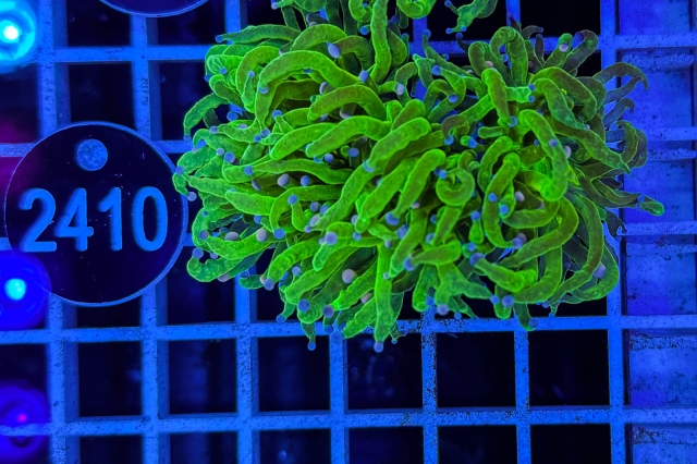 Euphyllia glabrescens Euphyllia glabrescens