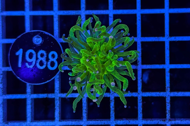 Euphyllia glabrescens Euphyllia glabrescens