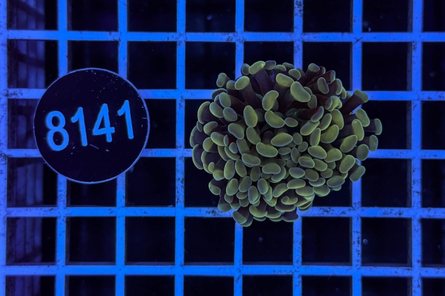 Euphyllia paraancora