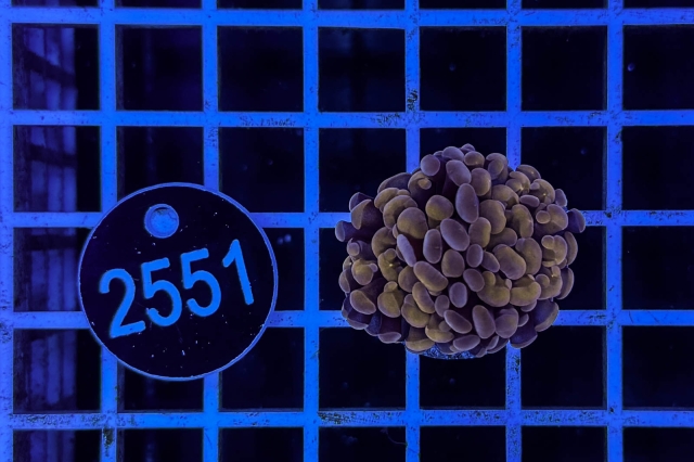 Euphyllia paraancora - 2551_23