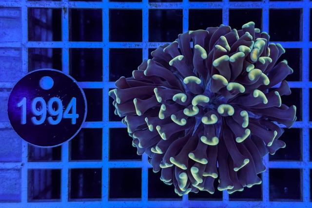 Euphyllia paraancora