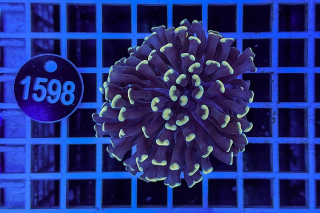 Euphyllia paraancora