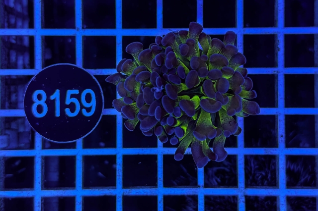 Euphyllia paraancora