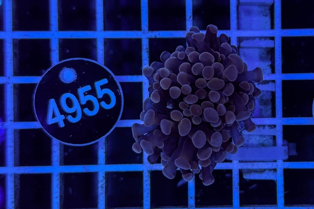 Euphyllia paraancora