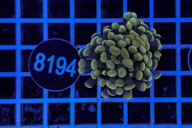 Euphyllia paraancora