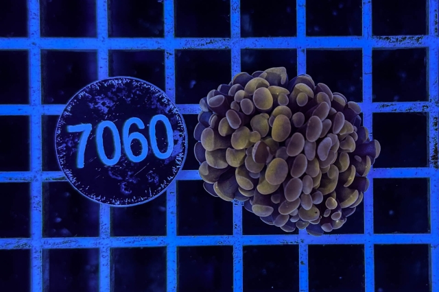 Euphyllia paraancora Euphyllia paraancora