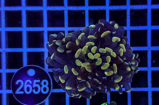 Euphyllia paraancora