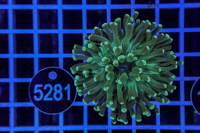 Euphyllia paraancora