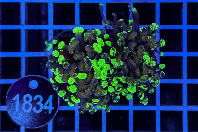 Euphyllia paraancora