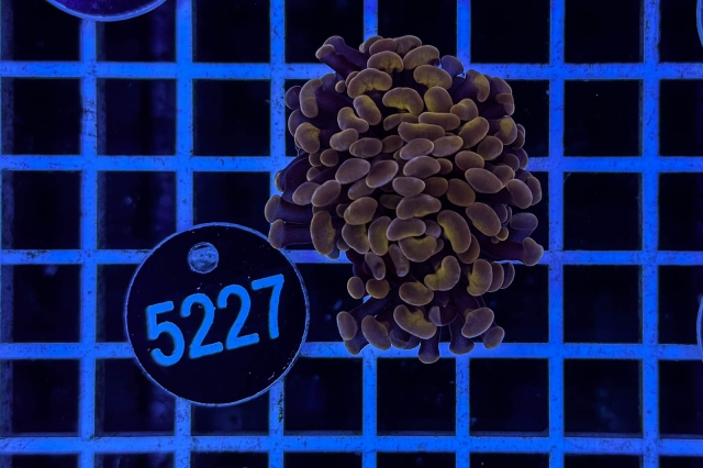 Euphyllia paraancora