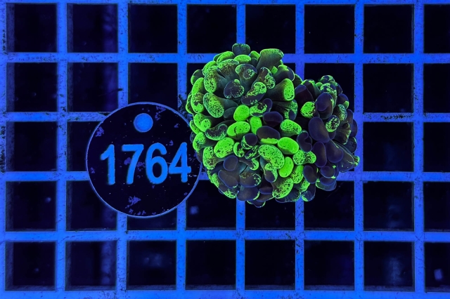 Euphyllia paraancora - 1764_23