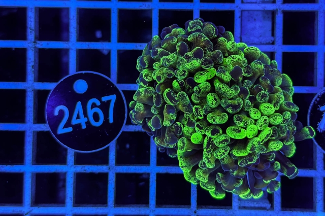 Euphyllia paraancora - 2467_23