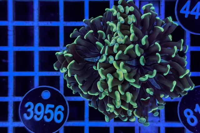 Euphyllia paraancora - 3956_23