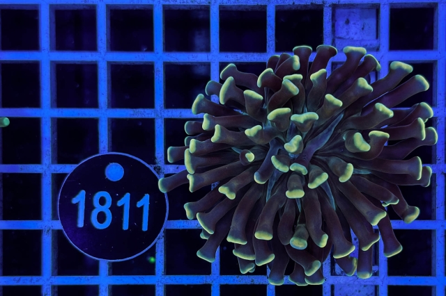 Euphyllia paraancora - 1811_23