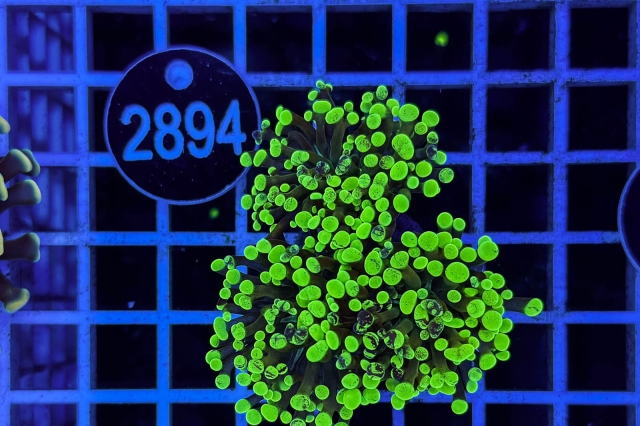 Euphyllia paraancora