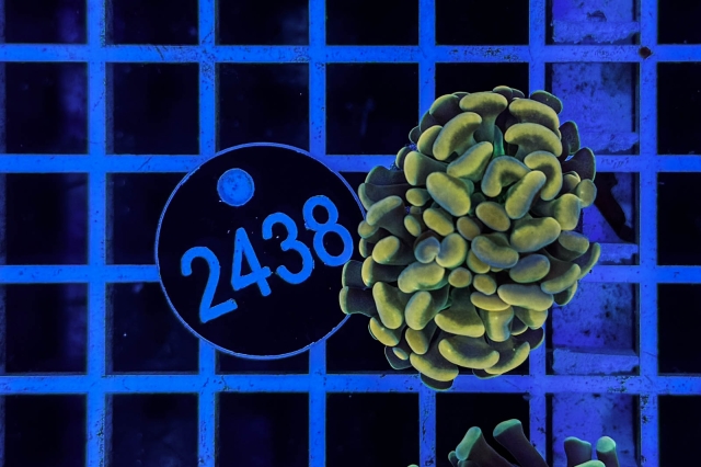 Euphyllia paraancora - 2438_23