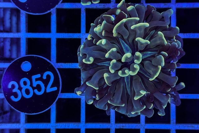 Euphyllia paraancora