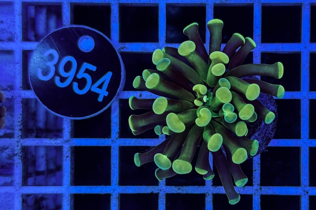 Euphyllia paraancora