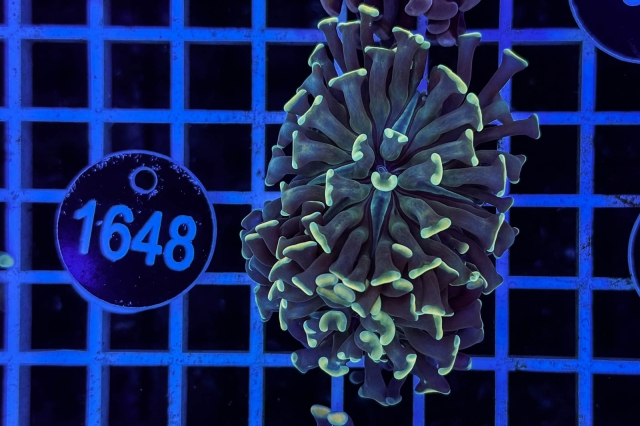 Euphyllia paraancora